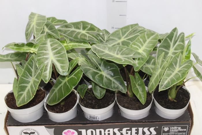 <h4>ALOCASIA LONGILOBA P12</h4>