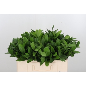 Ruscus