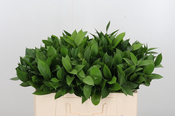 <h4>Ruscus</h4>