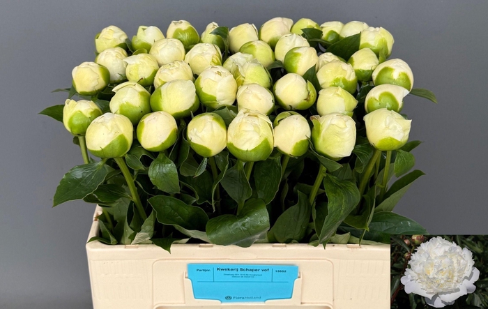 <h4>PAEO L BRIDAL GOWN</h4>