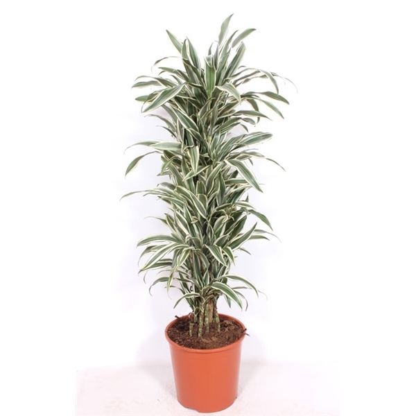 <h4>Dracaena White Stripe</h4>