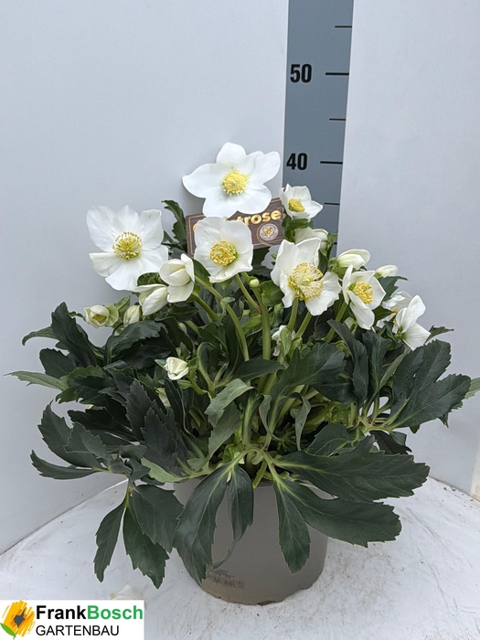 <h4>HELL NI HGC JASPER</h4>