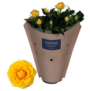 Nolina Roses Ø 13 cm Yellow Paper sleeve