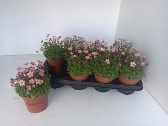 <h4>SAXIF AR ALP ROSE</h4>