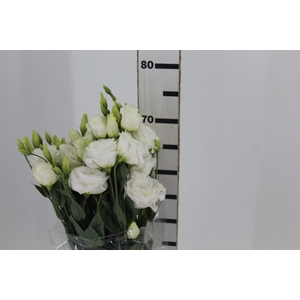 LISIANTHUS ALLEMANDE WHITE BRANCA 070