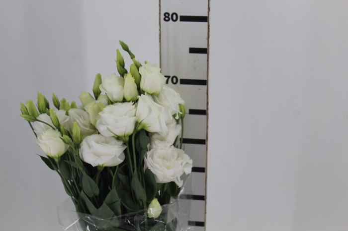 LISIANTHUS ALLEMANDE WHITE BRANCA 070