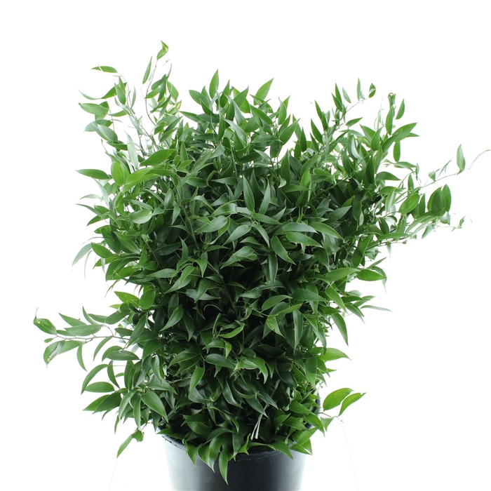 <h4>Ruscus Soft Middle 120gram</h4>