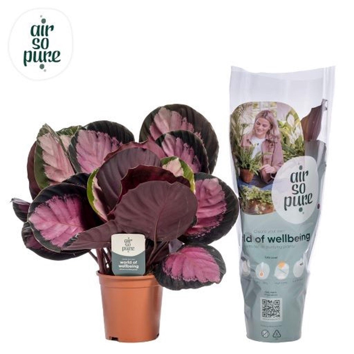 <h4>Calathea roseopicta Crimson</h4>