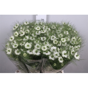 Nigella D Bridal White