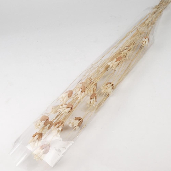 <h4>DF Flower Twig Bakuli Shola Bs</h4>
