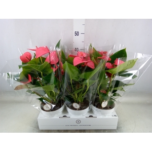 Anthurium andr. 'Pink Champion'