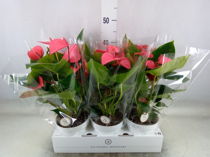 <h4>Anthurium andr. 'Pink Champion'</h4>