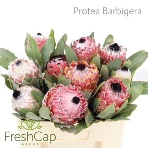 Protea Barbigera