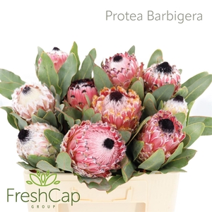 Protea barbigera