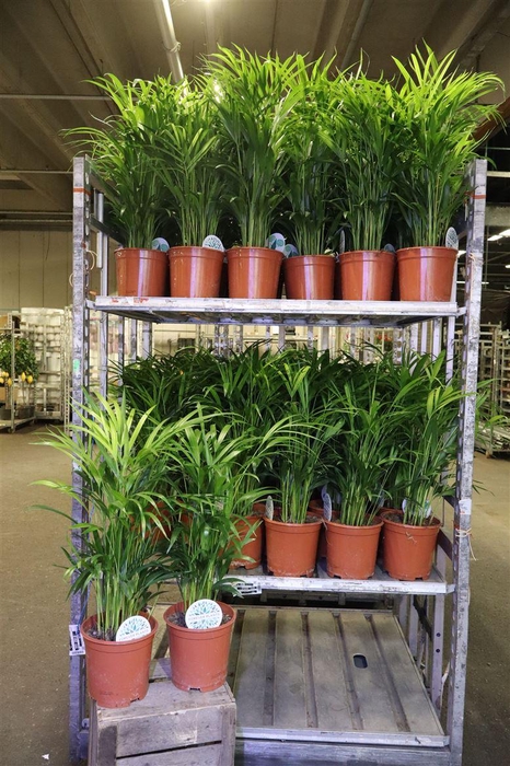 <h4>Dypsis Lutescens</h4>