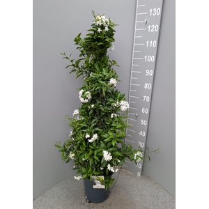 SOLANUM JASMINOIDES