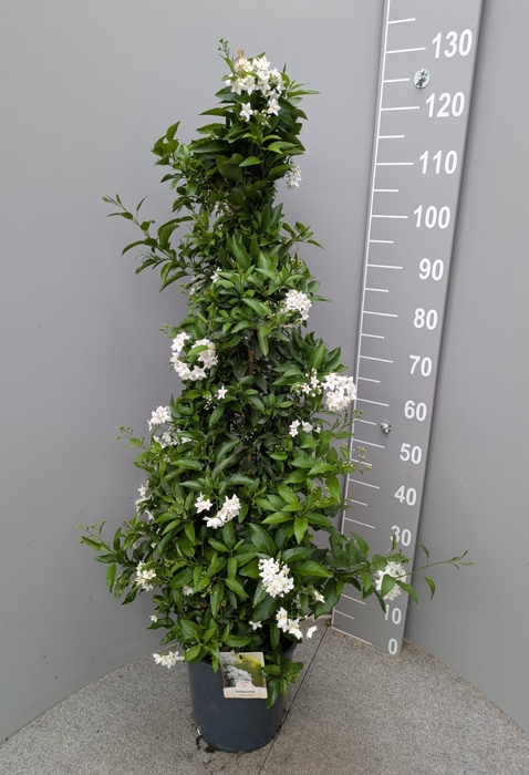 <h4>SOLANUM JASMINOIDES</h4>