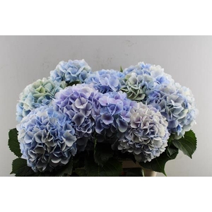 Hydr M Verena Blauw L 80