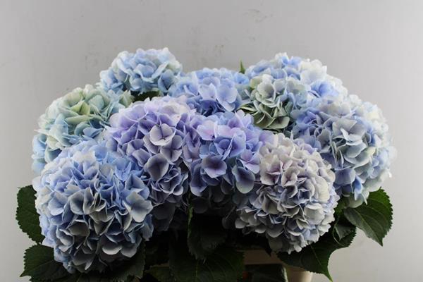 <h4>Hydr M Verena Blauw L 80</h4>