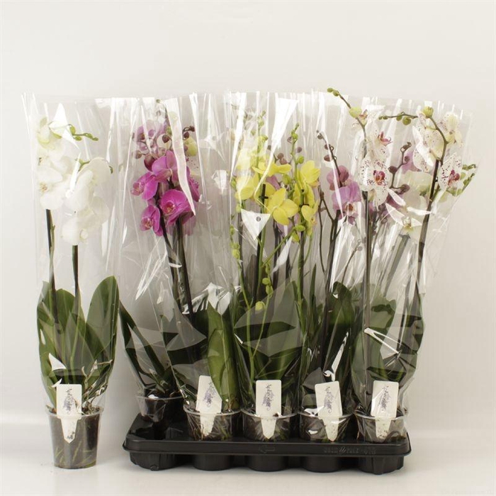 <h4>PHAL GEM 6 KL</h4>