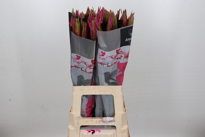 <h4>Amarine Anastasia</h4>