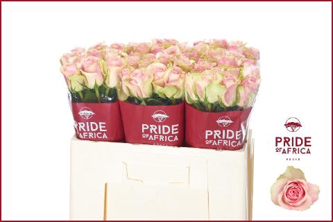 <h4>R GR BELLE ROSE</h4>