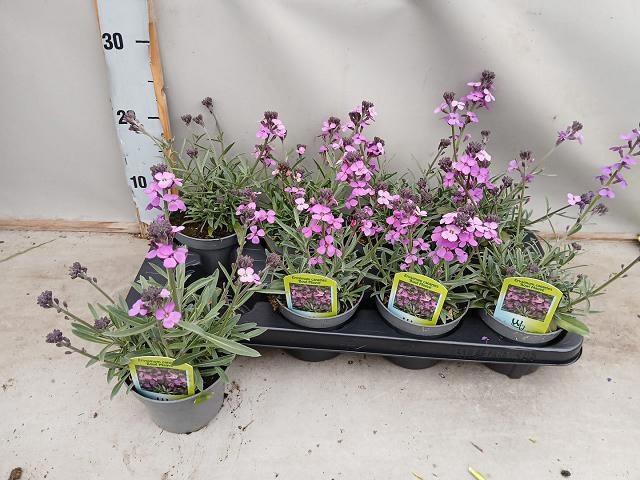 <h4>ERYS BOWLES MAUVE</h4>