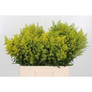Solidago Tara
