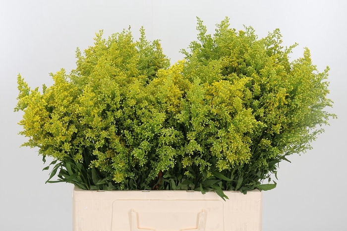 <h4>Solidago Tara</h4>