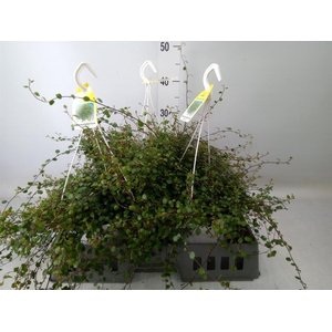 Muehlenbeckia com. 'Mao'ri'