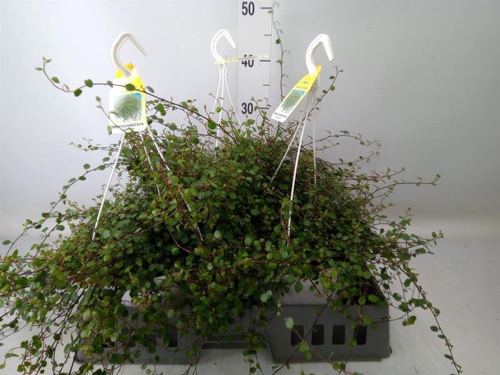 Muehlenbeckia com. 'Mao'ri'