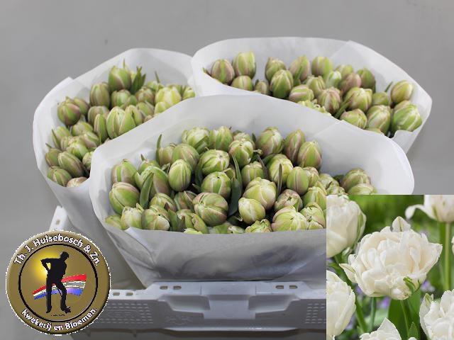 <h4>TU DU MOUNT TACOMA</h4>