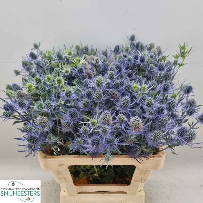 <h4>ERYN MAG BLUE LAGOON</h4>