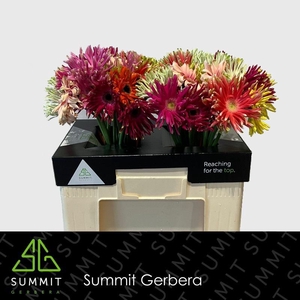 Gerbera Pastini Mix Pastini Lang Gelijk 56cm Water x40