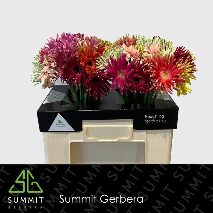 <h4>Gerbera Pastini Mix Pastini Lang Gelijk 56cm Water x40</h4>