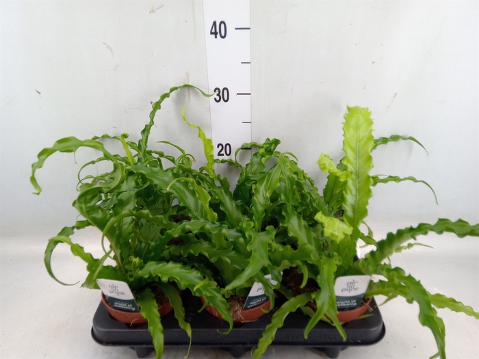 <h4>Asplenium antiquum 'Osaka'</h4>