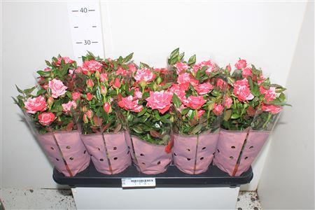 <h4>Ro Twin Color</h4>