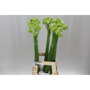 Ornithogalum Saundersiae