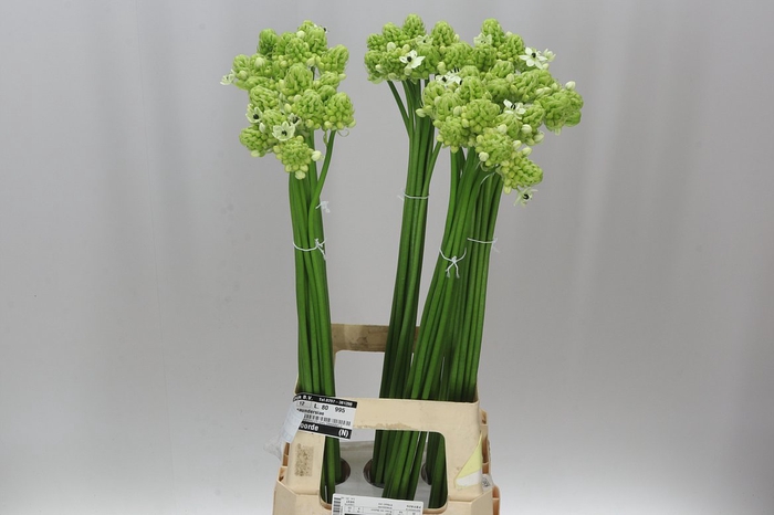 <h4>Ornithogalum Saundersiae</h4>