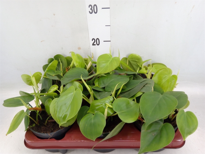 <h4>Philodendron scand.</h4>