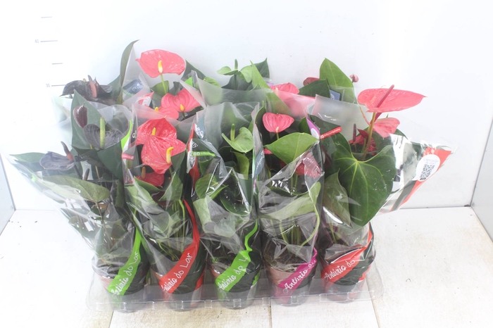 <h4>ANTHURIUM VARIADO P12</h4>