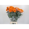 Tagetes Marigold Promise Orange