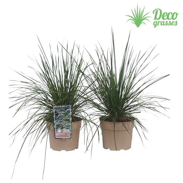 <h4>Deschampsia cespitosa</h4>