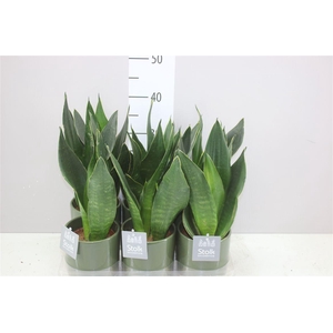 Sanseveria Superba Groen In Julia Groen