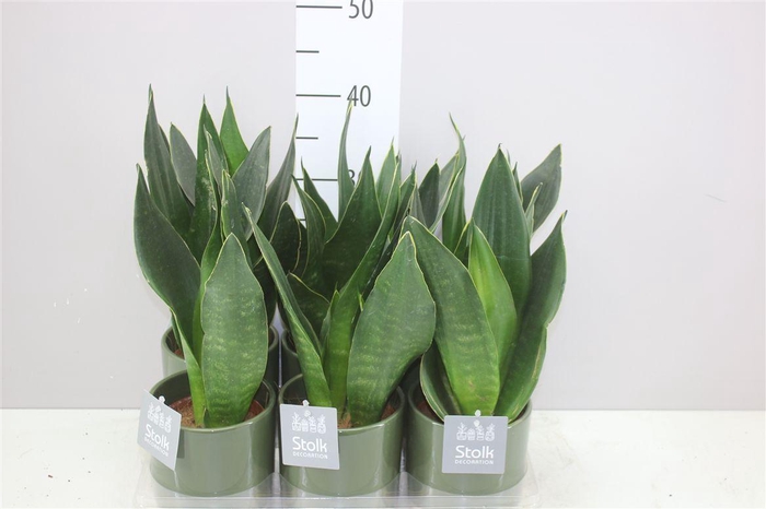 <h4>Sanseveria Superba Groen In Julia Groen</h4>