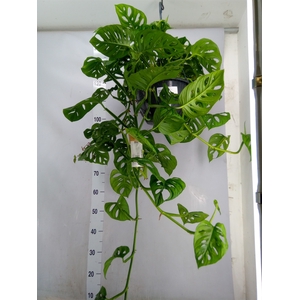 Monstera obliqua 'Monkey Mask'