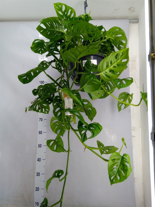 <h4>Monstera obliqua 'Monkey Mask'</h4>