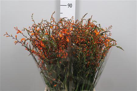 <h4>Crocos Lucifer</h4>