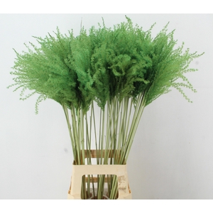 DF Miscanthus 90cm Apple Green