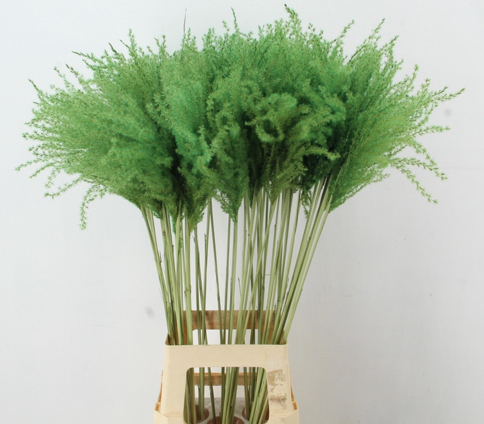 <h4>DF Miscanthus 90cm Apple Green</h4>